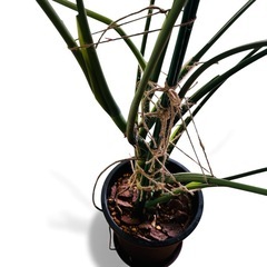 大きい　モンステラ　7号　100cm 観葉植物の画像