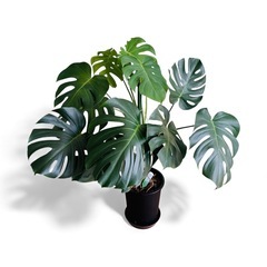 大きい　モンステラ　7号　100cm 観葉植物の画像