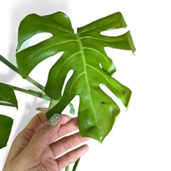 大きい　モンステラ　7号　100cm 観葉植物の画像