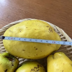 完全無農薬🍀自然栽培🍀香りの良い🍀カリン🍀５個の画像