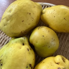 完全無農薬🍀自然栽培🍀香りの良い🍀カリン🍀５個の画像