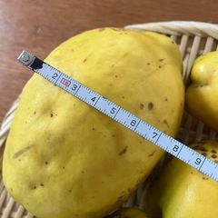 完全無農薬🍀自然栽培🍀香りの良い🍀カリン🍀５個の画像