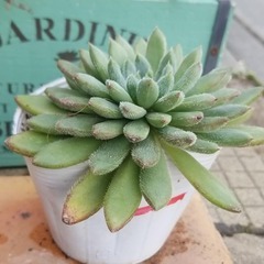 多肉植物　2　ポットごとの画像