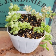 ☆お取引中☆　多肉植物　3　　ポットごとの画像