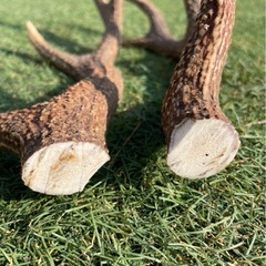 鹿の角２本セットの画像