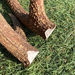 鹿の角２本セットの画像