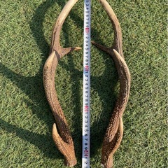 鹿の角２本セットの画像