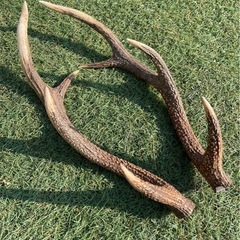 鹿の角２本セットの画像