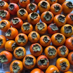 富有柿 4kg前後、30-35個くらいの画像