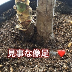 大きくなったユッカ　ラッキーちゃん　1m以上高さあります　※入っている鉢は１０号鉢以上の大きな鉢ですの画像