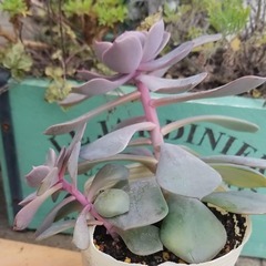 多肉植物　4　ポットごとの画像