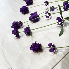 イングリッシュラベンダー①の画像