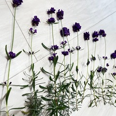 イングリッシュラベンダー①の画像