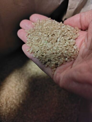 ❹令和7年度　新米　ヒノヒカリ　玄米　30kg　発送も出来ます(⁠◍⁠•⁠ᴗ⁠•⁠◍⁠)