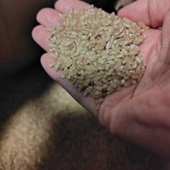 ❷令和7年度　新米　ヒノヒカリ　玄米　30kg　発送も出来ます(⁠◍⁠•⁠ᴗ⁠•⁠◍⁠)の画像