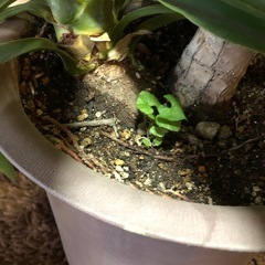 ②大きく育って来たユッカの画像