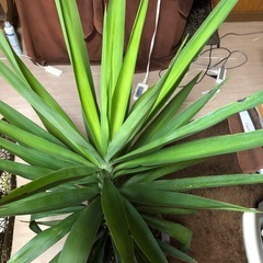 ②大きく育って来たユッカの画像