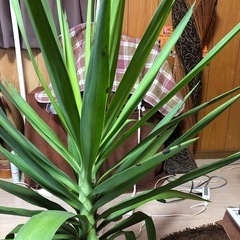 ②大きく育って来たユッカの画像