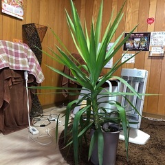 ②大きく育って来たユッカの画像