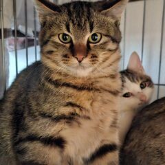 キジトラの表情豊かな子猫♂