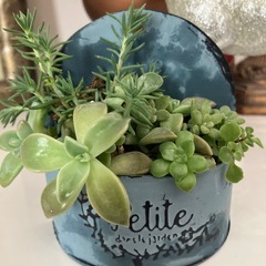 吊るせるタイプアンティーク缶多肉寄せ植え
の画像