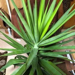 ③ビッグに育ったユッカの画像