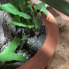 ③ビッグに育ったユッカの画像