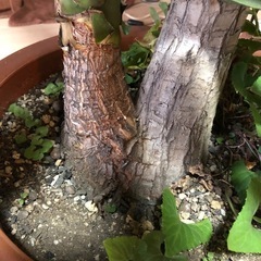 ③ビッグに育ったユッカの画像