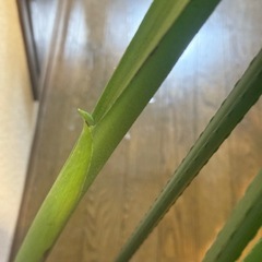 超巨大モンステラデリシオーサ葉70cm 葉柄100cm 根の画像