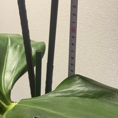 超巨大モンステラデリシオーサ葉70cm 葉柄100cm 根の画像