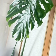 超巨大モンステラデリシオーサ葉70cm 葉柄100cm 根の画像