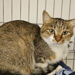 人馴れ訓練中の女の子(キジ白)