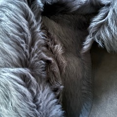 ムートンハーフコート ファー付き　シープスキンの画像