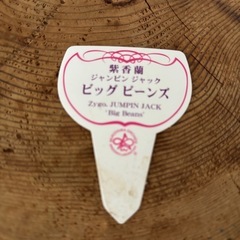 蘭（植物 ）の画像