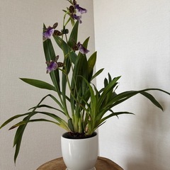 蘭（植物 ）の画像