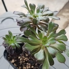 ☆お取引中☆黒法師　ポットごとの画像