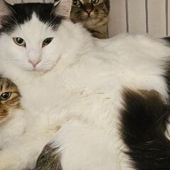 長毛白黒のとても穏やかな男の子