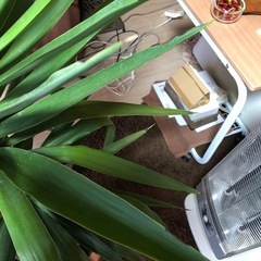 ③ビッグに育ったユッカの画像