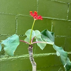 観葉植物の画像
