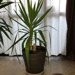 大きくなったユッカ　ラッキーちゃん　1m以上高さあります　※入っている鉢は１０号鉢以上の大きな鉢ですの画像