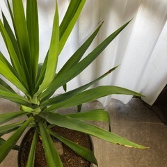 大きくなったユッカ　ラッキーちゃん　1m以上高さあります　※入っている鉢は１０号鉢以上の大きな鉢ですの画像