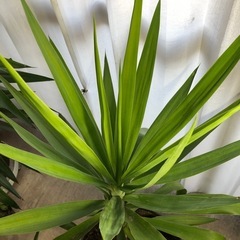 大きくなったユッカ　ラッキーちゃん　1m以上高さあります　※入っている鉢は１０号鉢以上の大きな鉢ですの画像