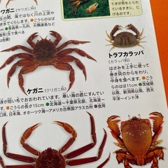 海の 生物小学校図鑑NEOの画像