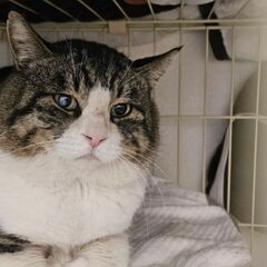 猫エイズキャリアですがとても元気な男の子！