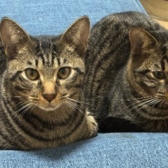 里親募集(生後6ヶ月　オス　2匹)