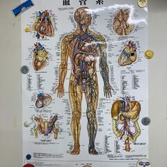 体の解剖図の画像