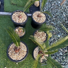 蘇轍　ソテツ　鉢ごと　の画像