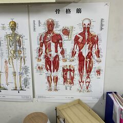 体の解剖図の画像