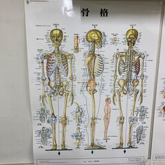 体の解剖図の画像