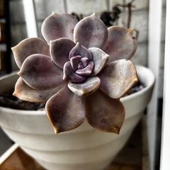 多肉植物 パープルディライト カット苗 2個の画像